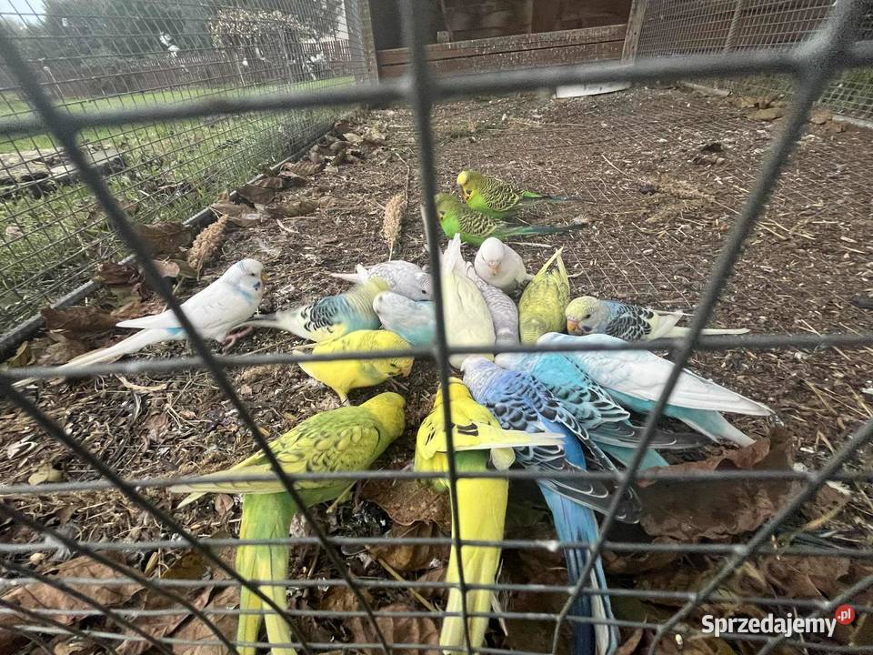 Świergoty i faliste