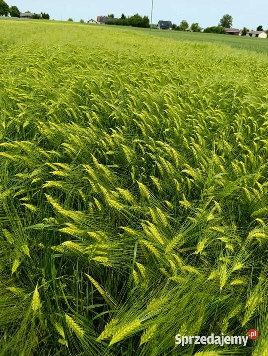 Jęczmień ozimy midnight 6rzędowy Bełżyce