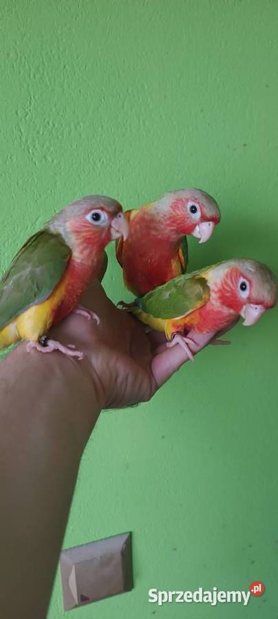 Papugi rudosterki ręcznie karmione śląskie Tychy
