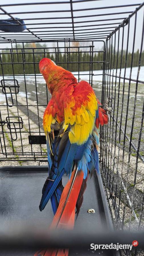 Ara macao 01 2003 Ptaki