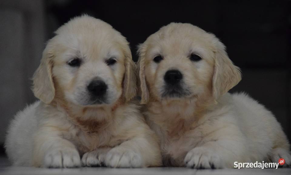 Golden retriever szczenięta zkwp fci Golden Retriever Łochów