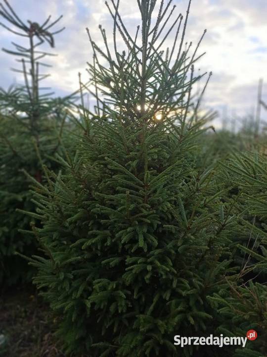 Sprzedam choinki świerk srebny i pospolity Świdnica sprzedam