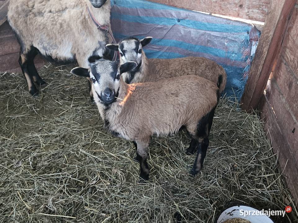 Owca kameruńska pomorskie