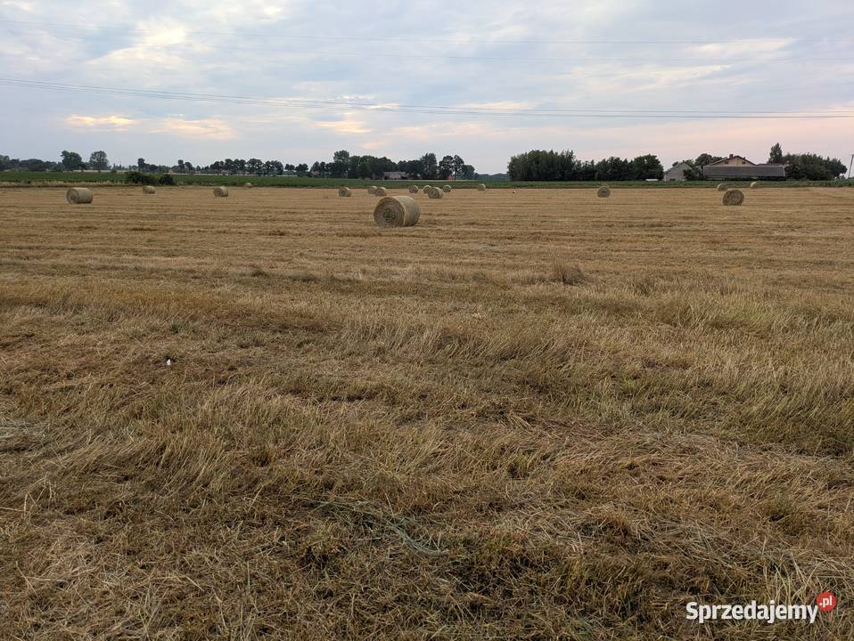 Siano słoma omłotowa z trawy kostrzewy czerwonej Kłodawa sprzedam