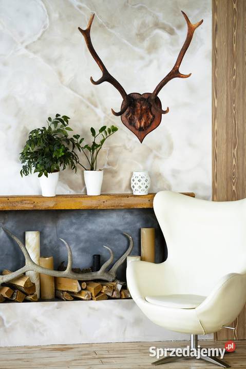 Przedwojenne poroże jelenia szlachetnego trofeum lubelskie Lublin