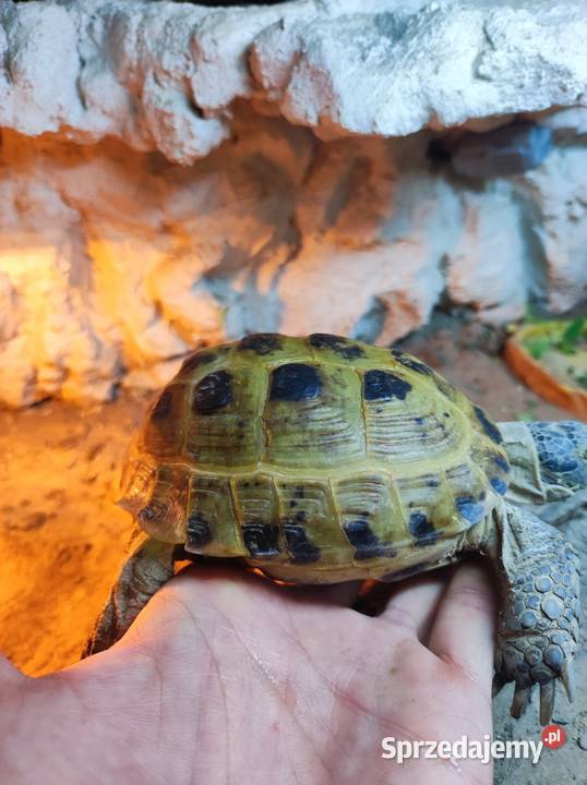 Żółw stepowy z terrarium śląskie Częstochowa sprzedam