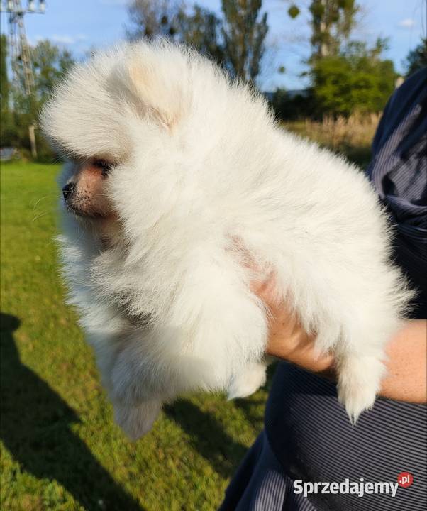 Szpic miniaturowy pomeranian w typie misia