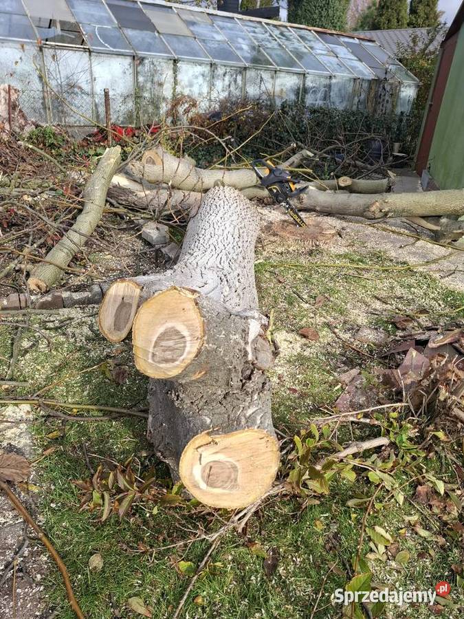 Usługi ogodnicze wycinki porządkowanie działek Piotrków Trybunalski