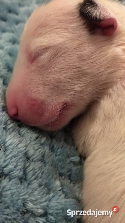 Szczeniaki Bulterier Standard