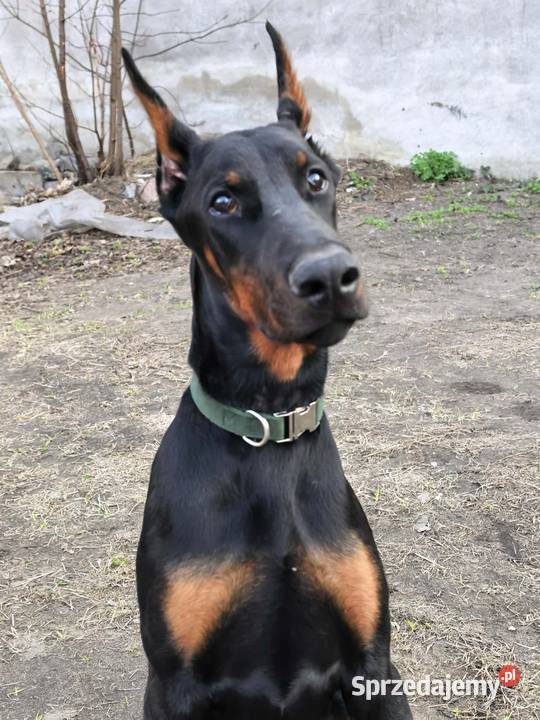 Szczeniak dobermana Dzierzgów