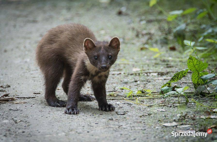 Kuna pastuch elektryczny kunymontaż pastucha Wrocław
