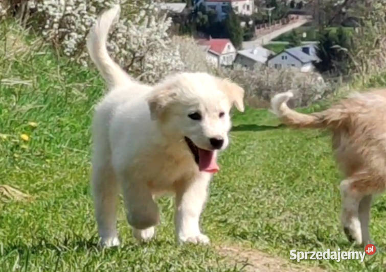 Rasowa suczka XJA eered Border Collie z pełną Iwonicz