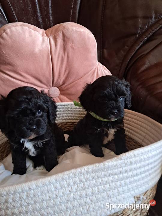 Cavapoo piesek black mama cavalier tata pudel Busko-Zdrój