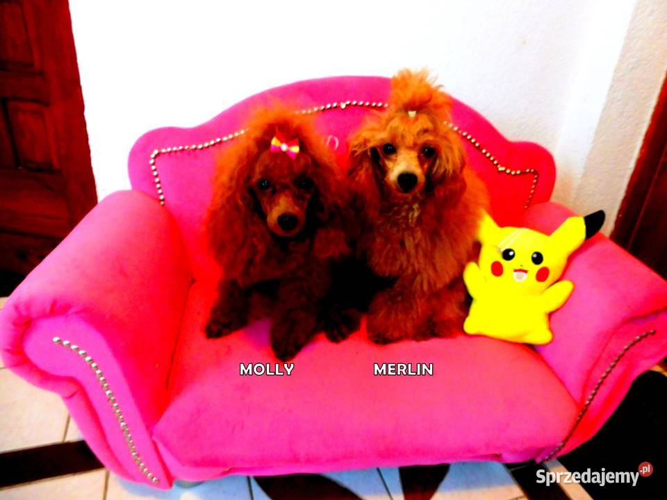 szczenięta pudel toy red płowy z rodowodem FCI sprzedam