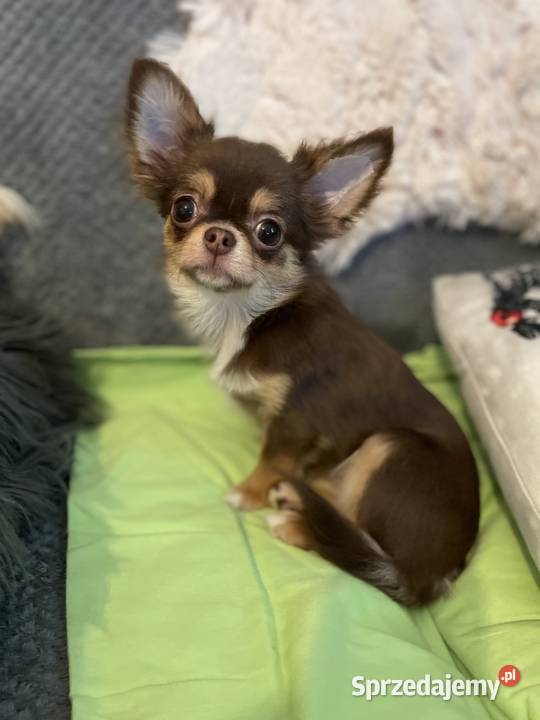 Mini sunia 15 Czekolada Chihuahua długowłosa