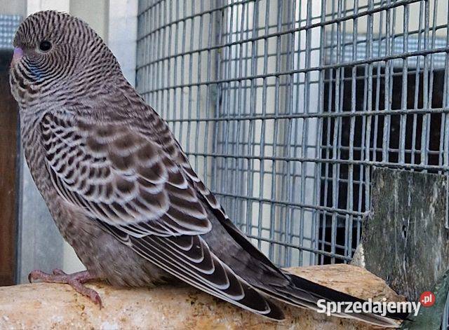 papużka falista blackface młoda do oswojenia i wielkopolskie Leszno