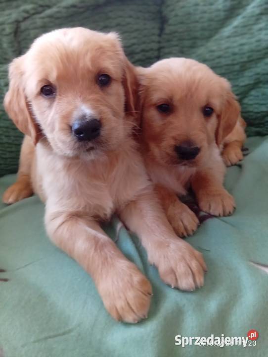Golden retriever szczeniaki pieski kujawsko-pomorskie
