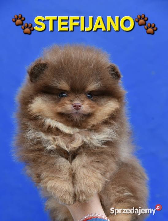Pomeranian Boo Szczenięta w kolorze CHOCOLATE Walentynów