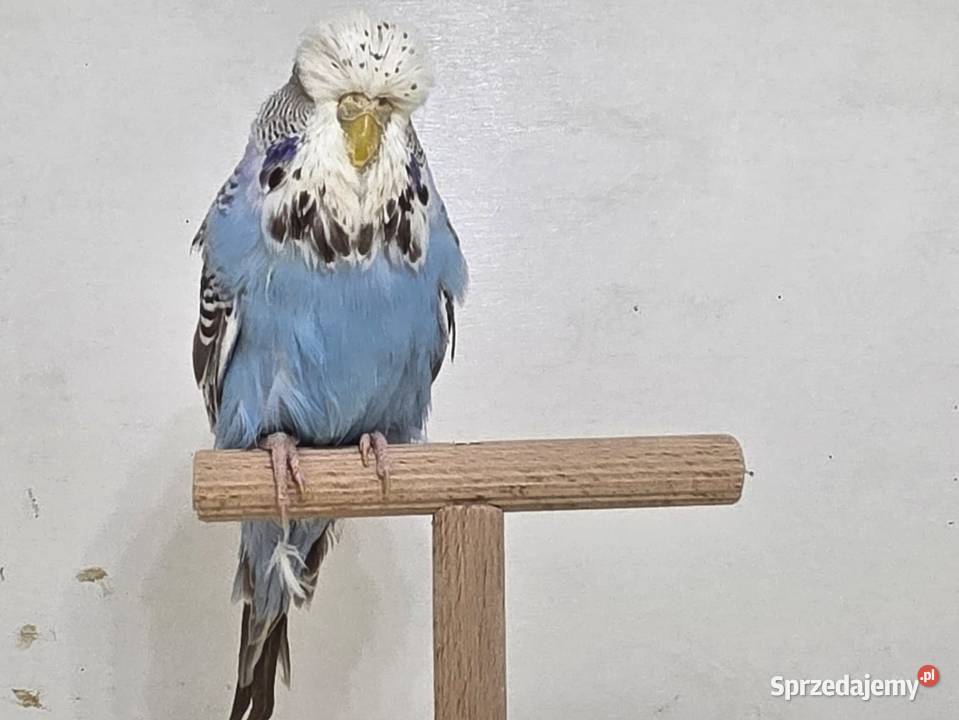 Faliste Wpf para Ptaki Sieradz