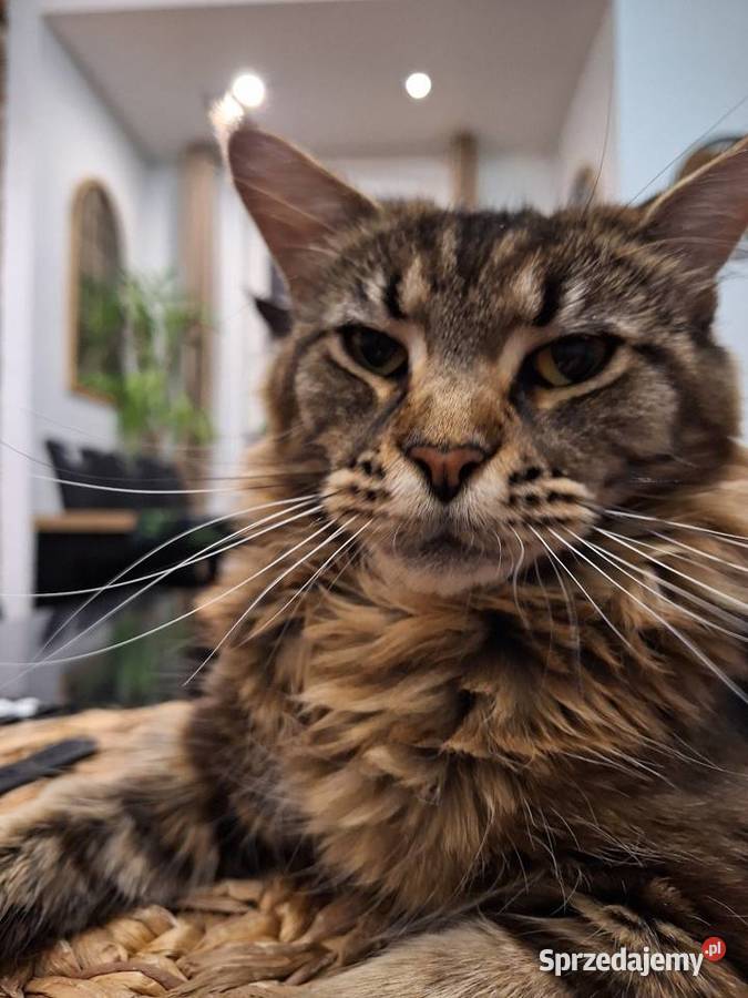 Kotek main coon z rodowodem śląskie Zabrze