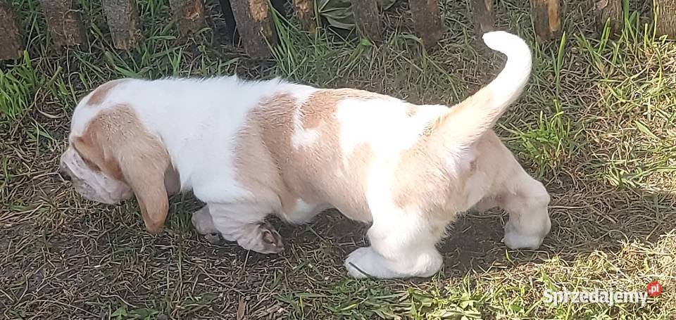 Basset hound szczenięta z renomowanej hodowli Basset Hound wielkopolskie Batorowo