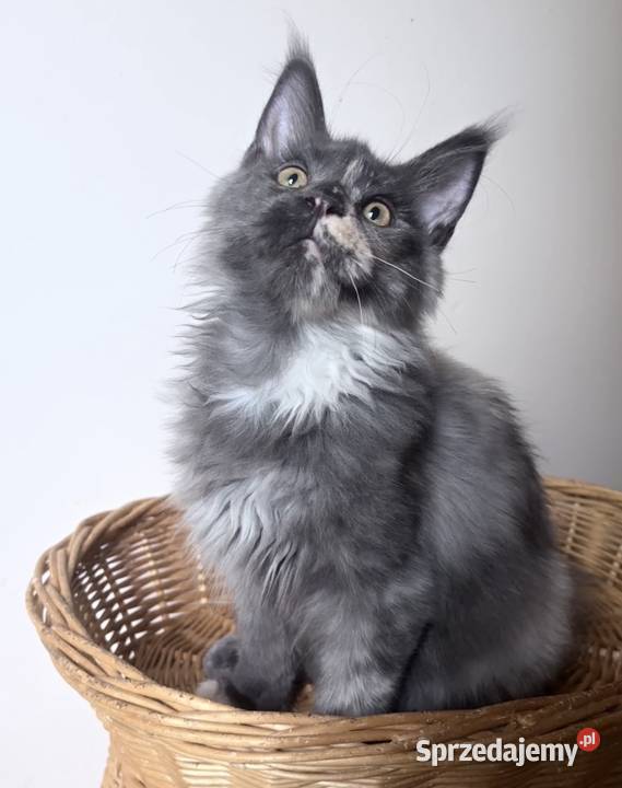 Maine Coon kotki