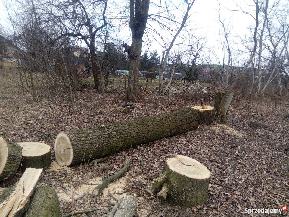 Dęby super mazowieckie