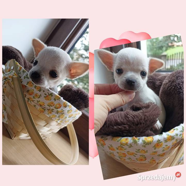 Mini Suczka kremowo biała chihuahua krótkowłosa Bełchatów