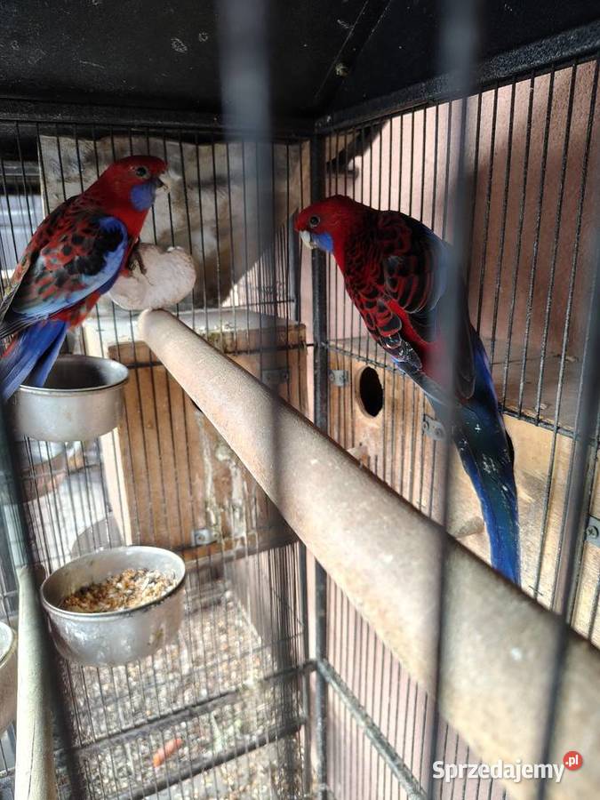 Sprzedam parę rozelli królewskich standart Nowy Sącz sprzedam