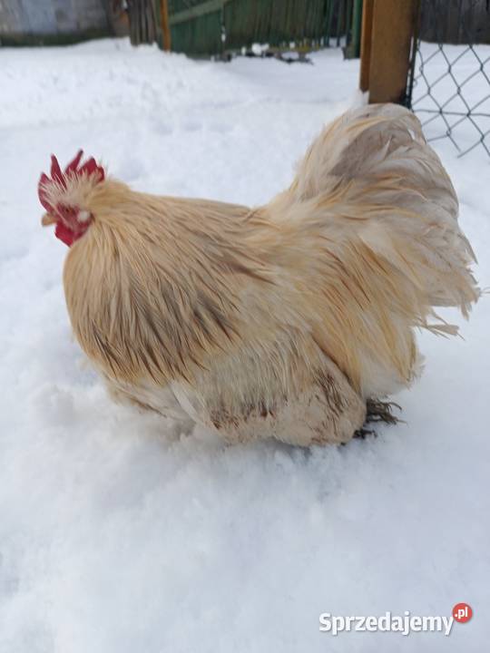 Kochin Miniaturowy przepiękne kogutki 2025 pary Sewerynówka