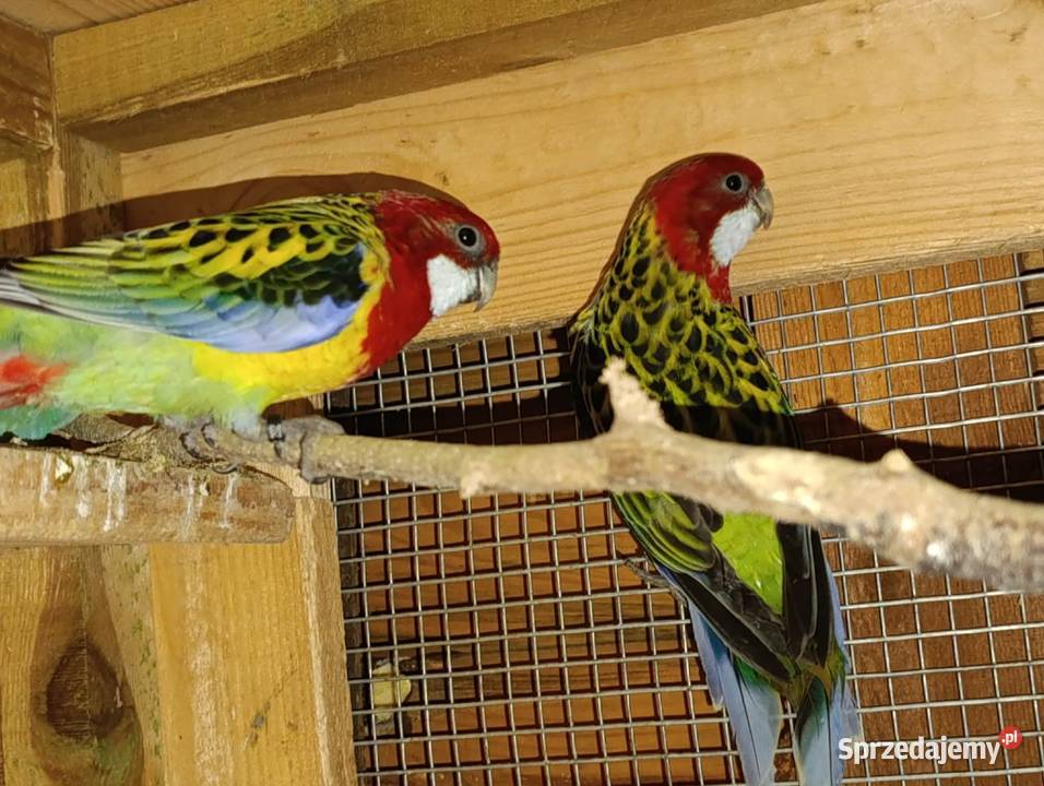 Papugi Rozelle Ptaki Częstochowa