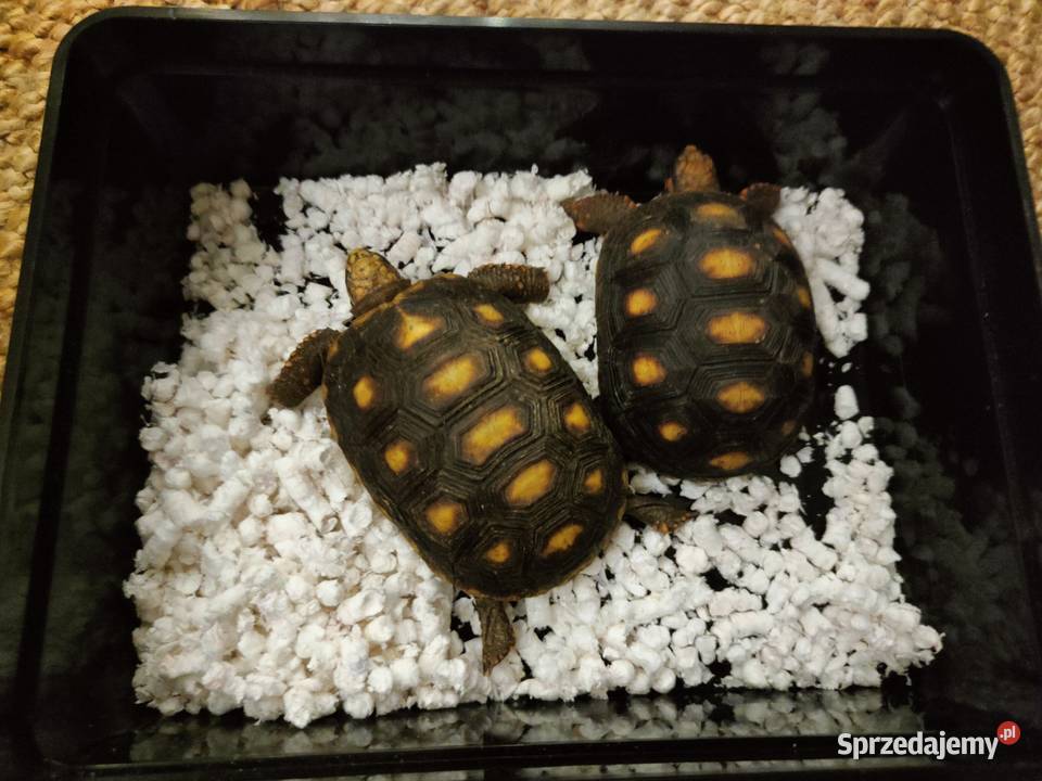 Żółw lądowy Żabuti czarny Geochelone carbonaria Gady i płazy Wrocław