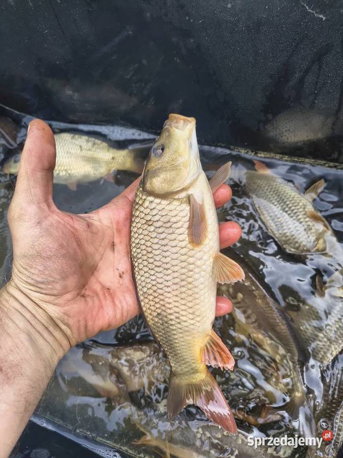 Ryba karp kroczek Włodawa