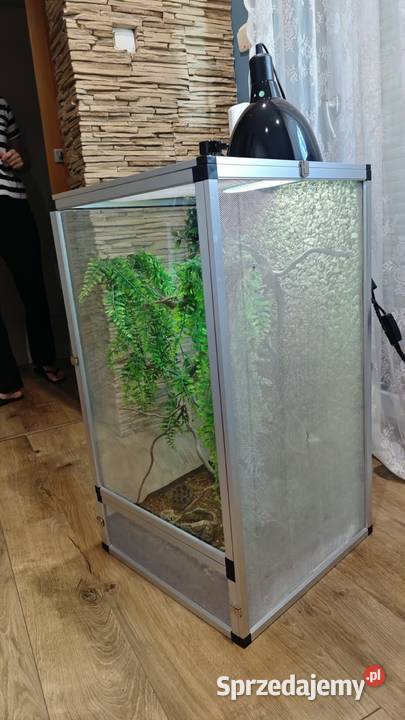 Kameleon Jemeński samiec Terrarium Zestaw Przedborów