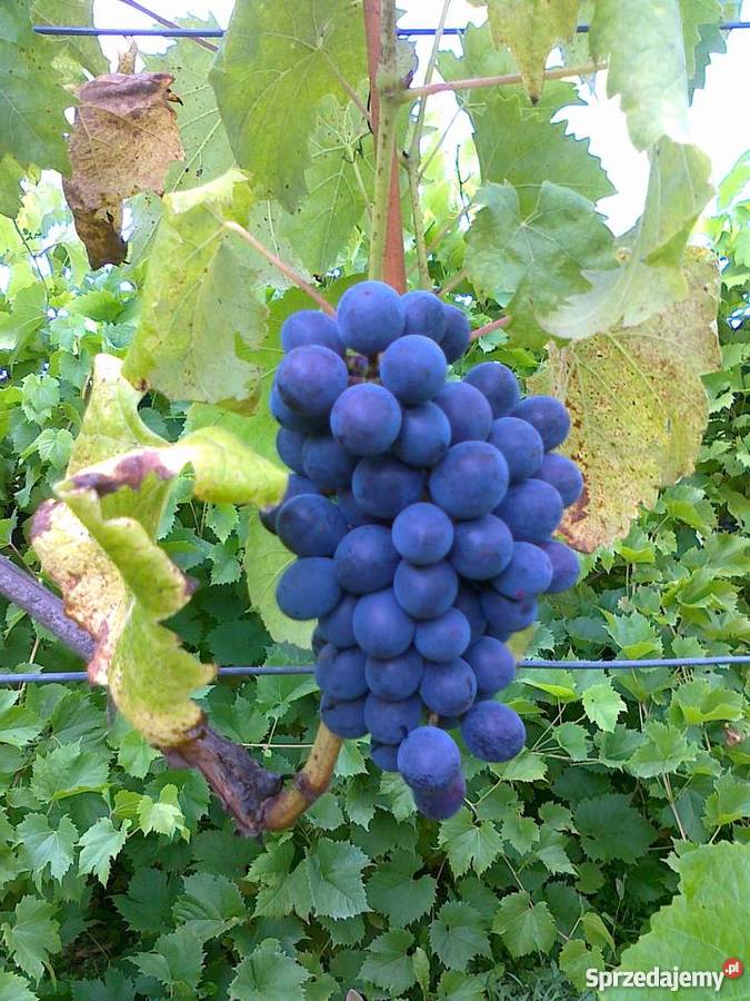 Sadzonki winorośli winogrona deserowe na wino z Rośliny podkarpackie Jasło
