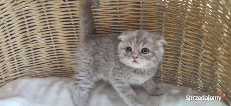 Kocurek Szkocki liliowy pręgowany zwisłouchy Brytyjski Koty Katowice