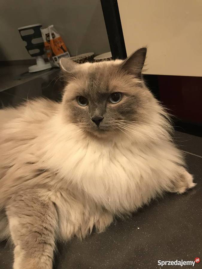 Kot Ragdoll mazowieckie Marki