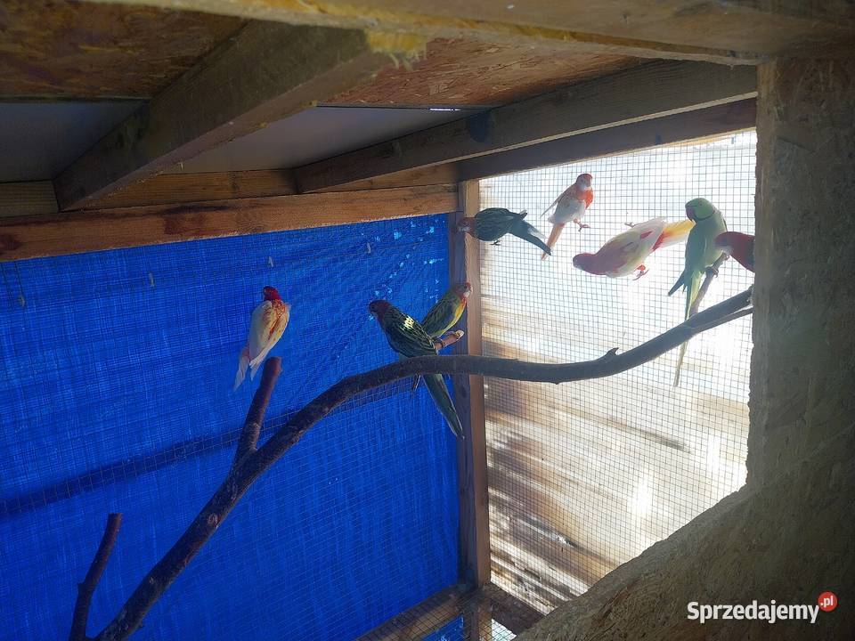 PAPUGI ROZELLA ŚWIERGOTY NIEROZŁĄCZKI FALISTE Sochaczew sprzedam
