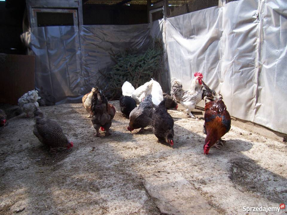 Jajka lęgowe Australorp czarny Australopr