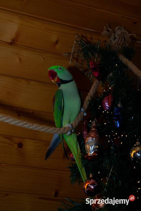 aleksandretta samiec Koszyce Wielkie