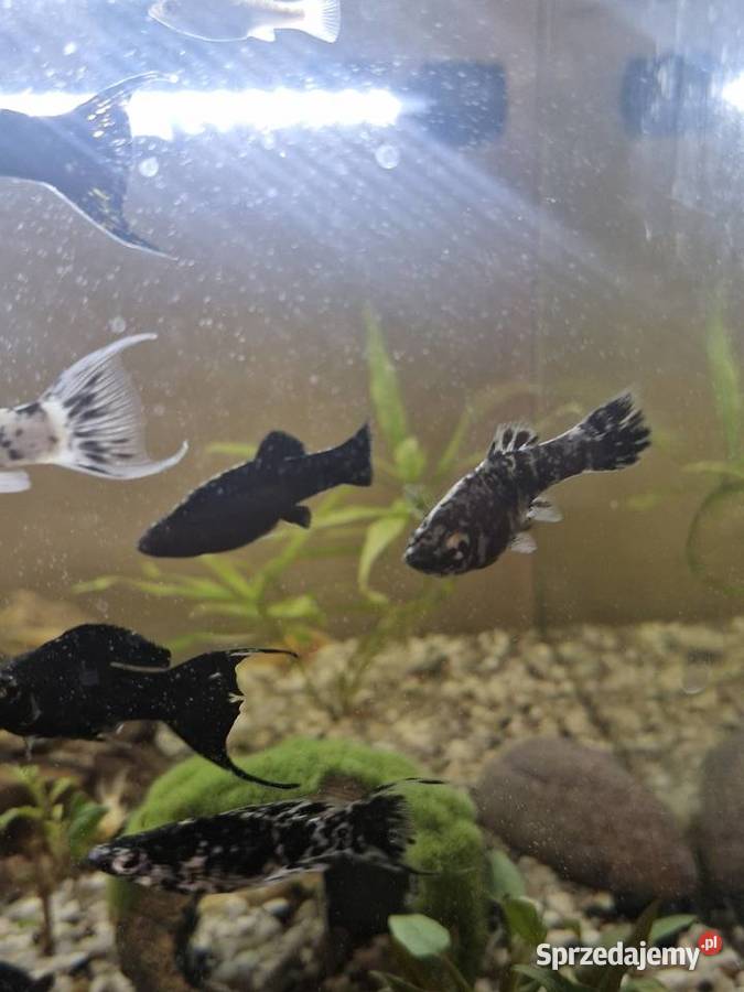 Molinezje księżycowe WYSYŁKA Zawiercie sprzedam