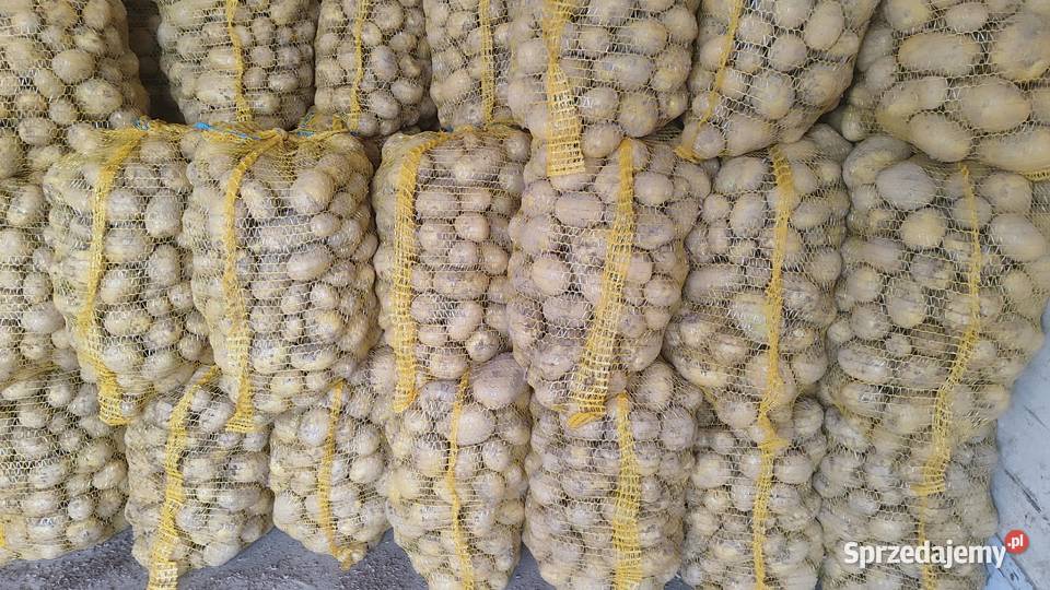 Sprzedam ziemniaki colomba śląskie Katowice