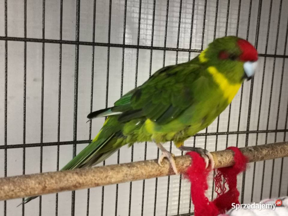 Papugi kozie modrolotki para Kamienica Polska sprzedam