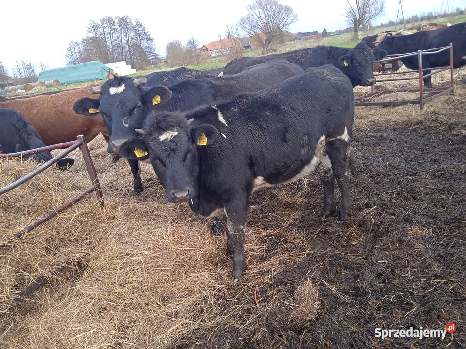 Jałówki odsadki Bydło mięsne lubuskie Przynotecko sprzedam