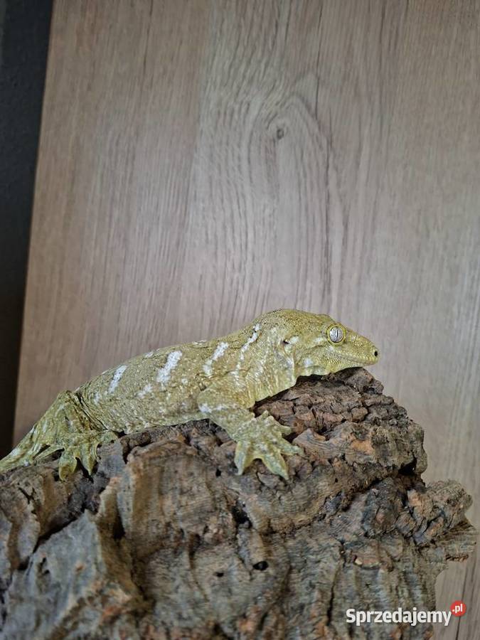 Gekon olbrzymi leachianus samice Nowy Sącz