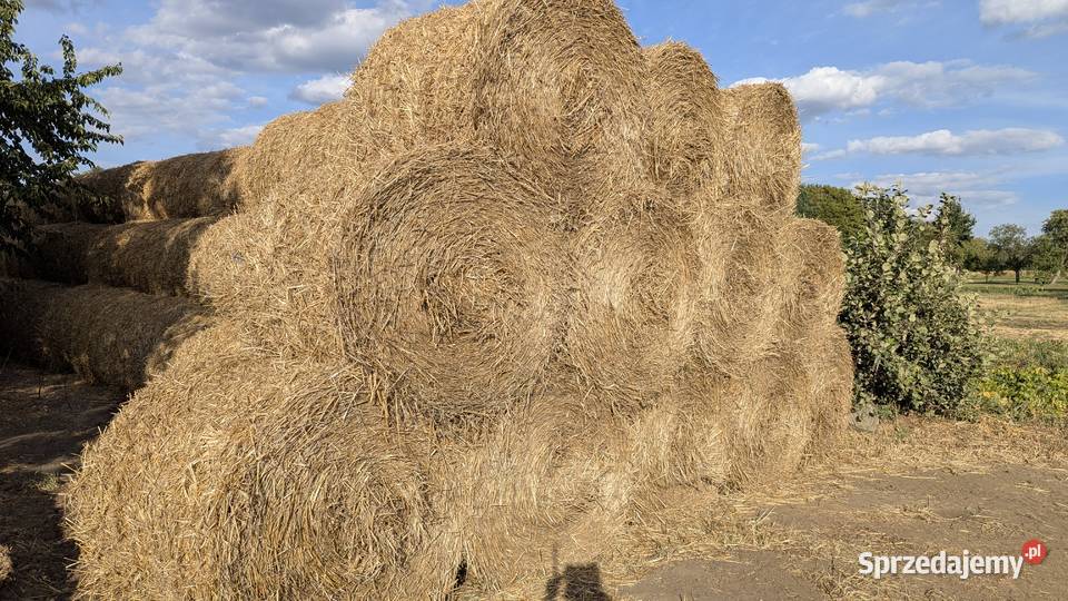 Słoma w rolkach