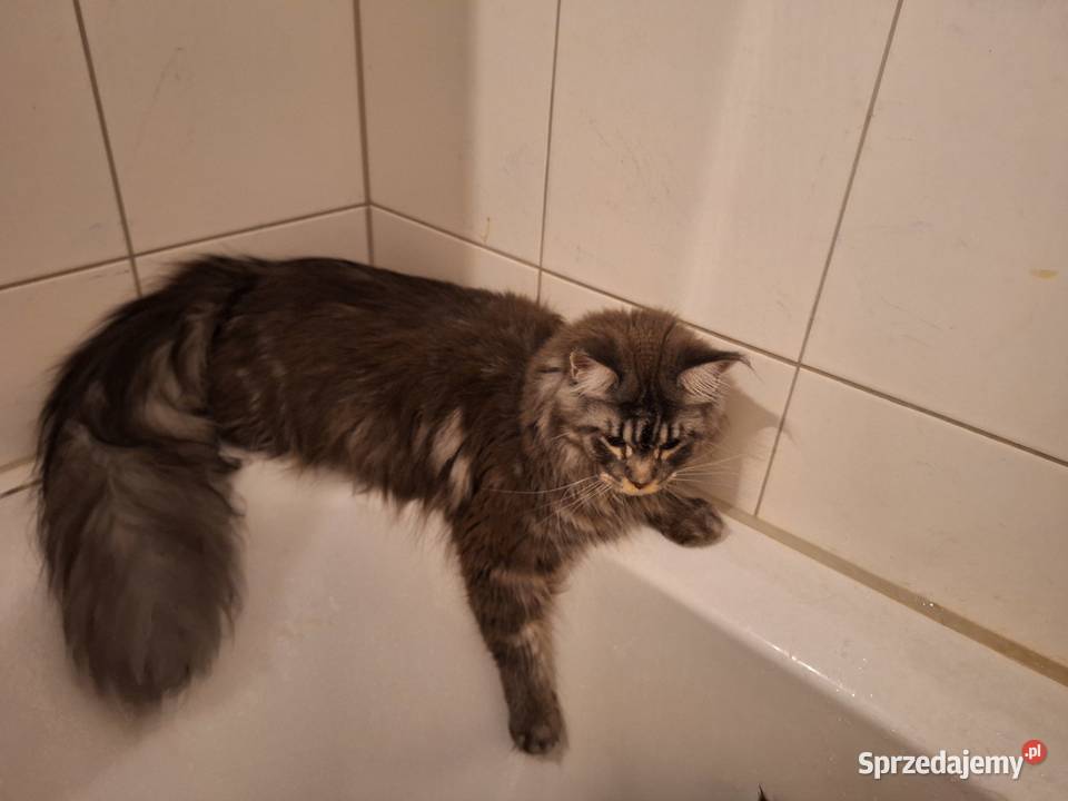 KOTY MAINE COON HODOWLANE sprzedam