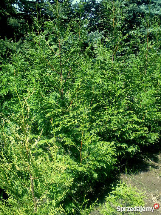 Tuja Martin nie Brabant najszybciej rośnie Proszowice