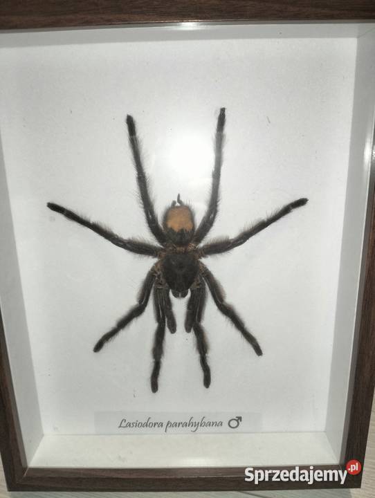 Spreparowany ptasznik w ramce Lasiodora Pozostałe warmińsko-mazurskie Kętrzyn