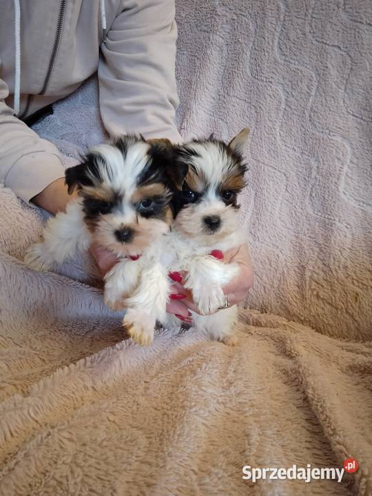 Sprzedam sunie Yorkshire Terrier Bewer zachodniopomorskie Tanowo